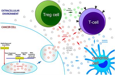 Asymmetric RNA Distribution among Cells and Their Secreted Exosomes: Biomedical Meaning and Considerations on Diagnostic Applications